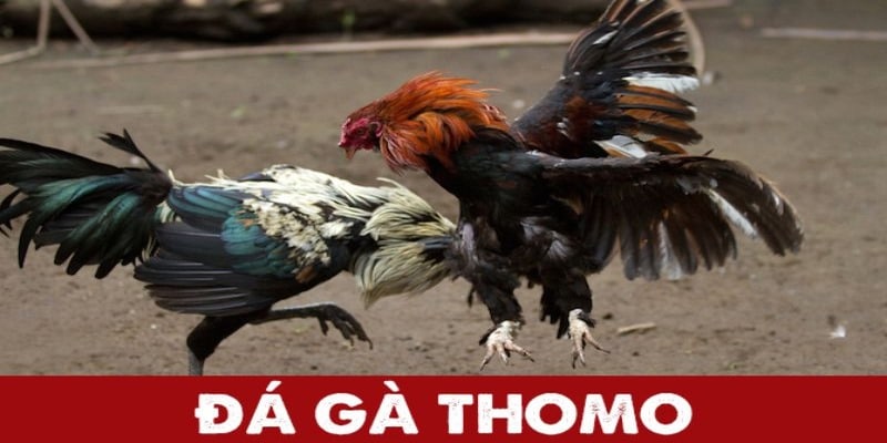 Đá Gà Ăn Tiền