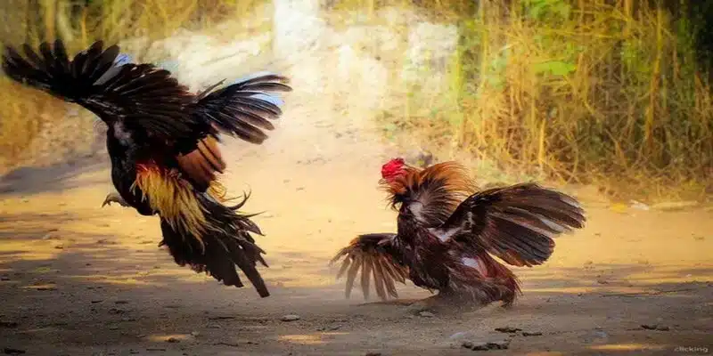 Hướng Dẫn Toàn Tập Luật Đá Gà Và Cách Soi Kèo