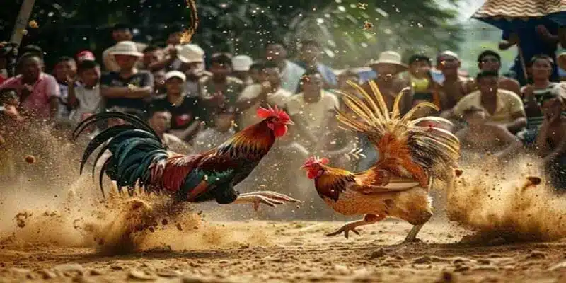 Mẹo chơi đá gà trực tuyến