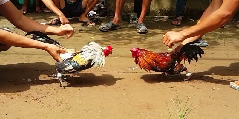 Phân Tích Chiến Thuật Gà Ôm Đấm Trong Trận Đấu