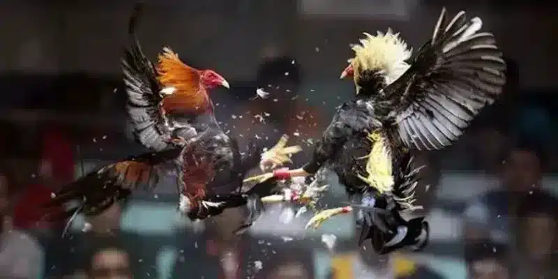 Sát Thương Tối Đa Với Đòn Sỏ Trong Đá Gà