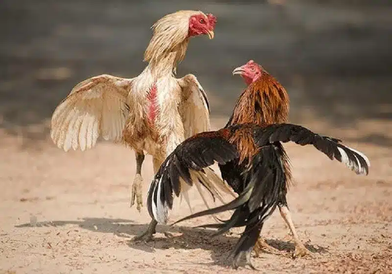 Theo Dõi Trận Đá Gà Mỗi Giây – Cập Nhật Nhanh Nhất!